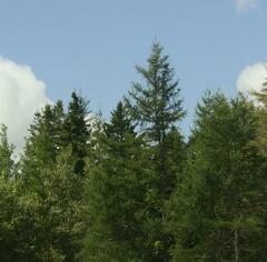 Larix laricina