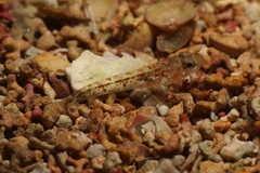 Pomatoschistus pictus