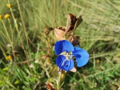 Commelina tuberosa