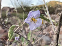 Solanum hindsianum