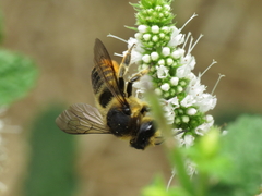 Megachile centuncularis