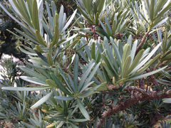Podocarpus macrophyllus maki