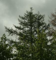 Larix laricina