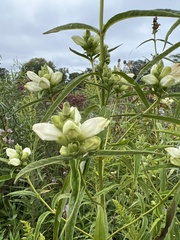 Chelone glabra