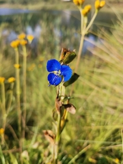 Commelina tuberosa