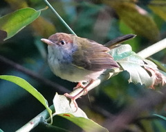 Orthotomus atrogularis