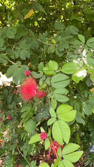 Calliandra haematocephala