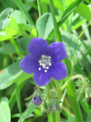 Phacelia parryi