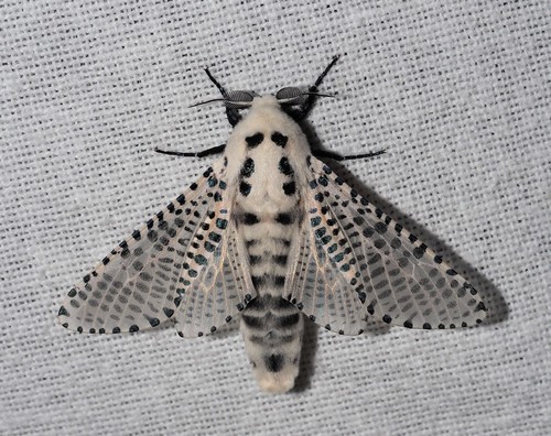 Wood Leopard Moth, photo 2 of 9