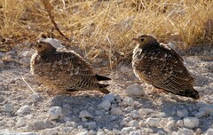 Pterocles bicinctus bicinctus