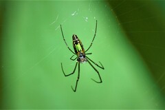 Leucauge decorata