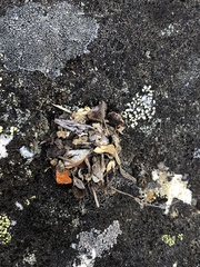 Arthropoda
