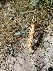 Hyles euphorbiae