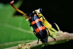 Hycleus biundulatus