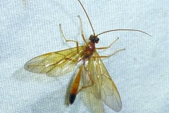 Opheltes glaucopterus