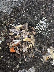 Arthropoda