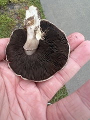 Agaricus bitorquis