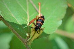 Hycleus biundulatus