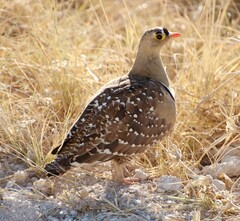 Pterocles bicinctus bicinctus
