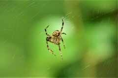 Neoscona menghaiensis