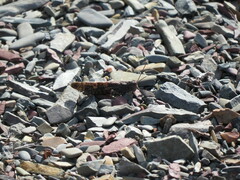 Trimerotropis verruculata