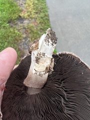 Agaricus bitorquis
