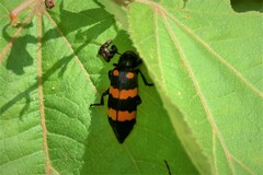 Hycleus biundulatus