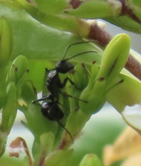 Polyrhachis gagates