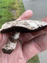 Agaricus bitorquis