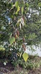 Betula pendula