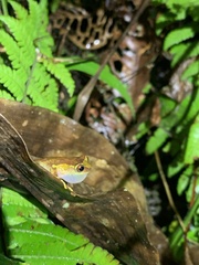 Dendropsophus sarayacuensis