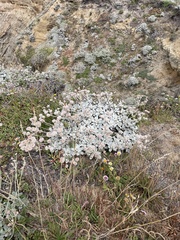 Eriogonum