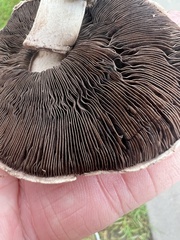 Agaricus bitorquis
