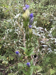 Gentianopsis