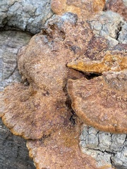 Fuscoporia