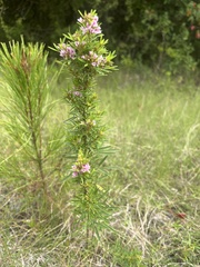 Lespedeza