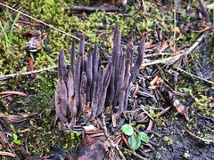 Alloclavaria purpurea
