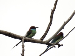 Merops viridis