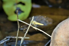 Brachythemis contaminata