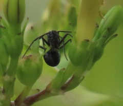 Polyrhachis gagates