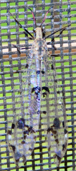 Dendroleon obsoletus