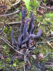 Alloclavaria purpurea