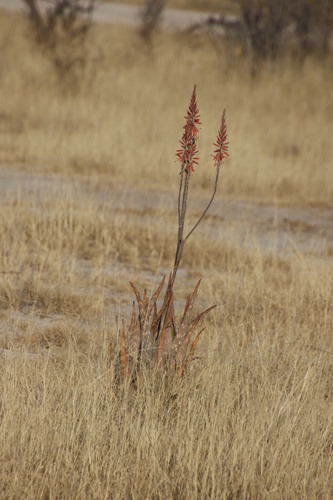 Aloe image