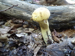 Leccinellum crocipodium