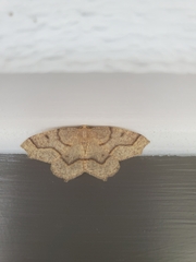 Lambdina fiscellaria