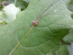 Dicranopalpus ramosus