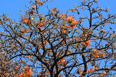 Erythrina velutina