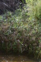 Cyperus textilis
