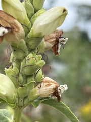 Chelone glabra