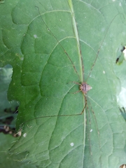 Dicranopalpus ramosus